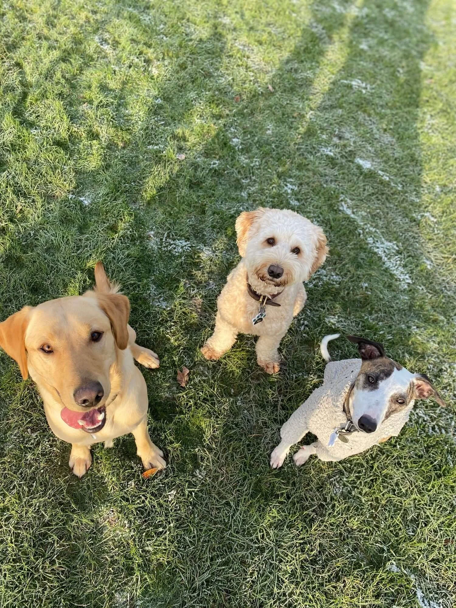 Dog day care hot sale for a week